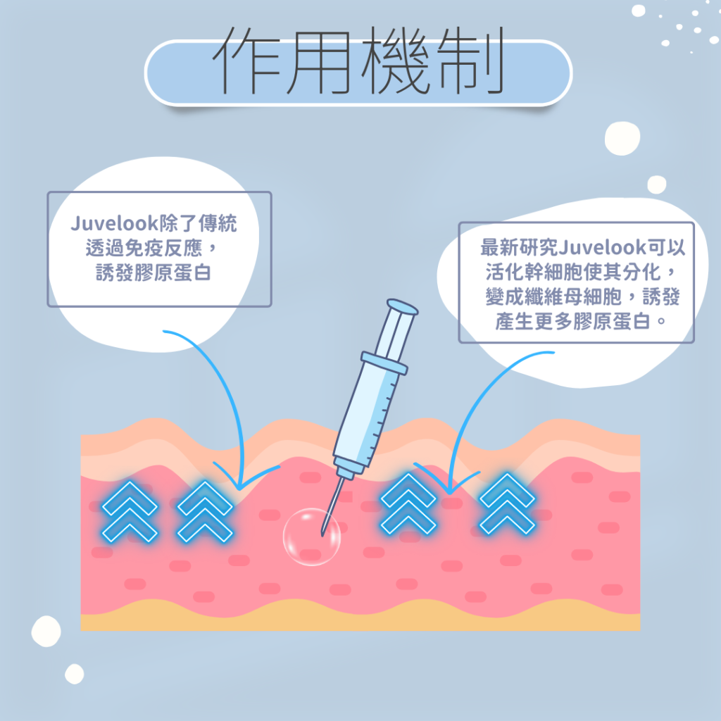 Juvelook 童顏針誘發膠原蛋白生長 亦會產生纖維母細胞
