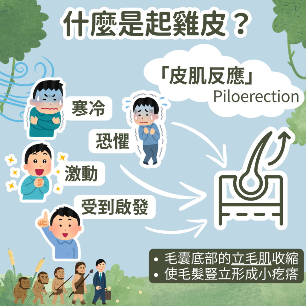 起雞皮因為皮肌反應