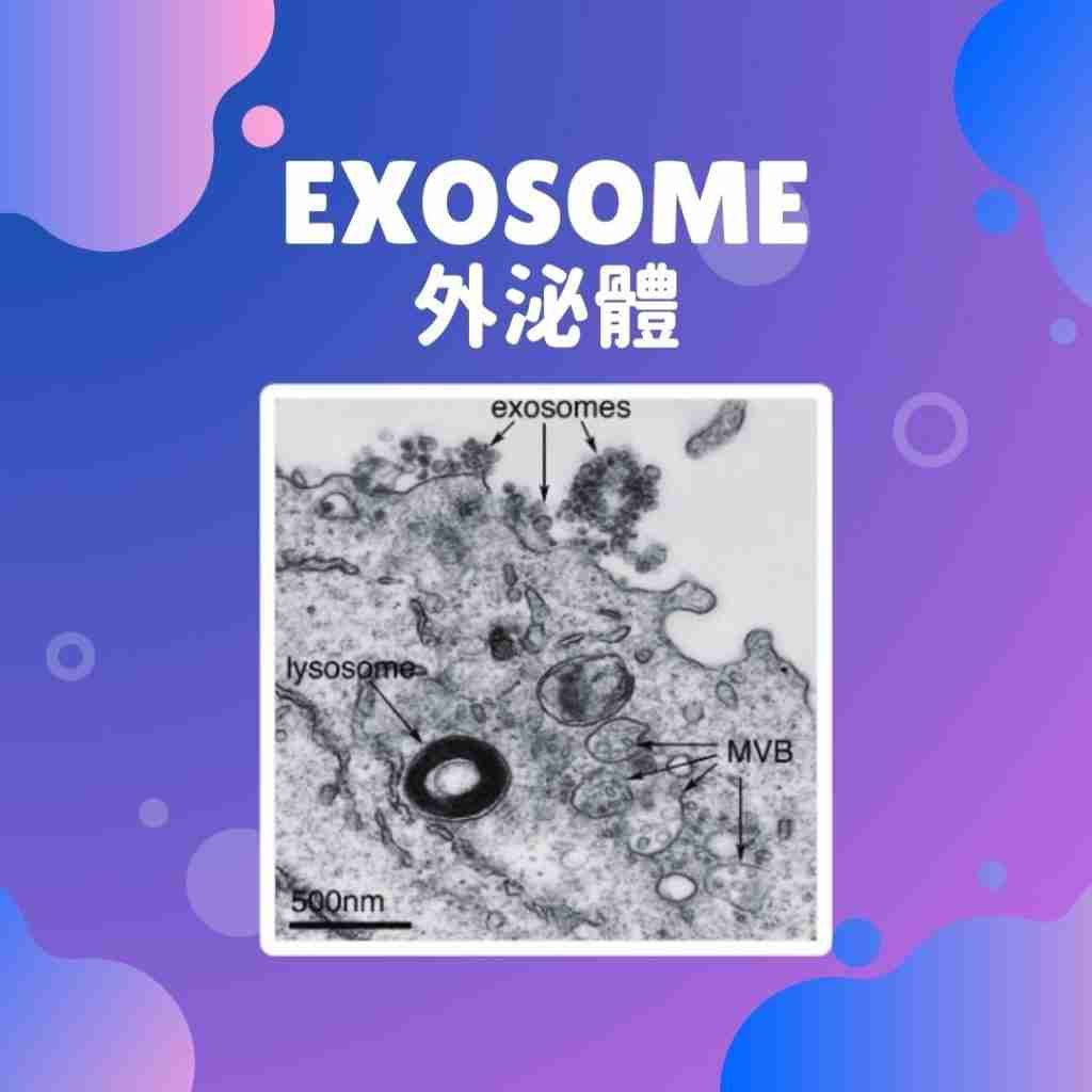 exosome是什麼 exosome圖片