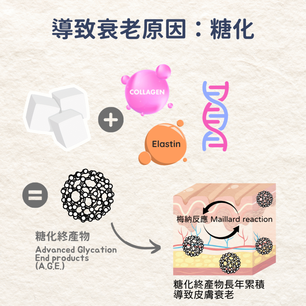Glycation aging