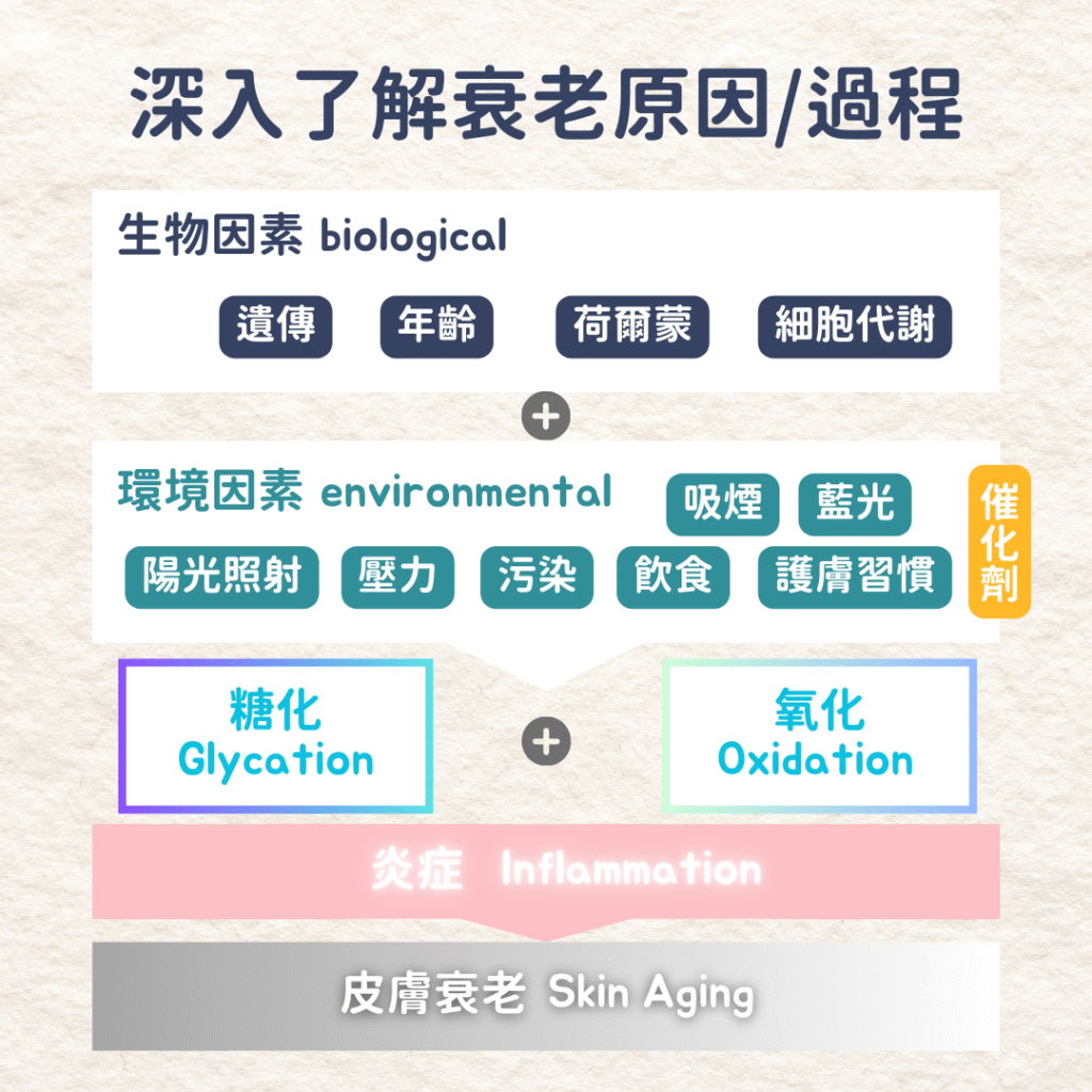 Skin aging deep dive