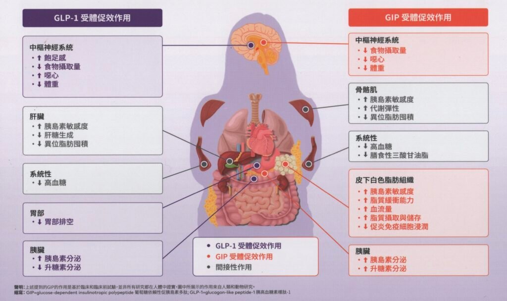 GLP-1 GIP 雙受體促效作用